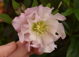 helleborus-cotton-candy-winter-jewels-021616-012