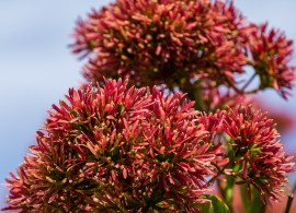 heptacodium-miconioides-temple-of-bloom-arbre-aux-sept-fleurs-copyright-18043-1