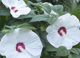 hibiscus-luna-white