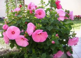 hibiscus-moscheutos-2-s