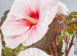 hibiscus-moscheutos-carousel-pink-candy