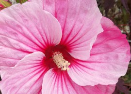 hibiscus-moscheutos-carousel-pink-candy