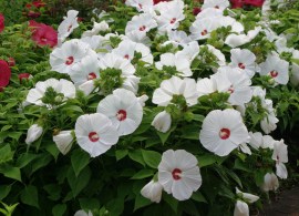 hibiscus2bdisco2bbelle2bwhite2b7-14-11