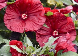 hibiscus_blackberry_merlot_pp33498_0001_high_res