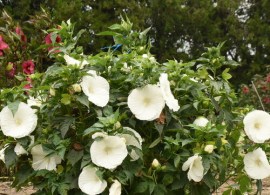hibiscus_marshmallow_moon_ppaf_0000_high_res