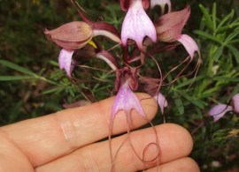 himantoglossum-comperianum-steven-p.-delforge-1999-9737-3