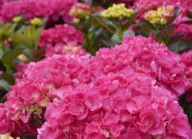hortensia-julisa-01