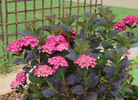hortensia-julisa-04