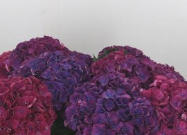 hydrangea-allegretto-aubergine-60cm