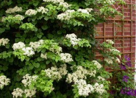 hydrangea-anomala-ssp.-petiolaris.-gortenziya-chereshkovaya-2