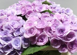 hydrangea-beautensia-papillon-lavender-60cm--wholesale-dutch-flowers-and-florist-supplies-uk