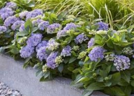 hydrangea-forever-ever-hortbux-blue-02