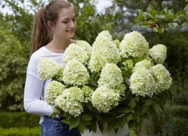 hydrangea-little-spooky_patio