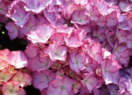 hydrangea-macrophylla-adula-h211901-pbr-h-lilac-(2)-1338-p