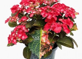 hydrangea-macrophylla-black-diamonds-dark-angel-red__67738.1638748967.386.513