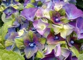 hydrangea-macrophylla-jong-01-lady-mata-hari-–-photo-de-jong-plants