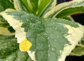 hydrangea-macrophylla-lemon-wave