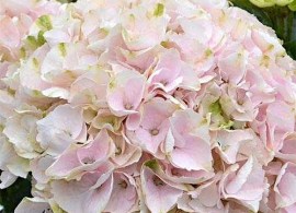 hydrangea-macrophylla-rembrandt-elegant-rosa-01