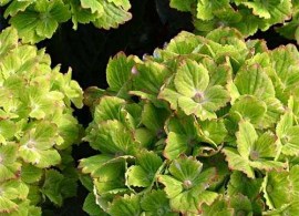 hydrangea-macrophylla-rembrandt-vibrant-verde-01