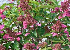 hydrangea-paniculata-couhaprim-prim-red-01