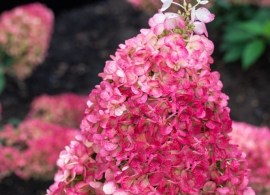 hydrangea-paniculata-living-strawberry-blossom-lcno3-2