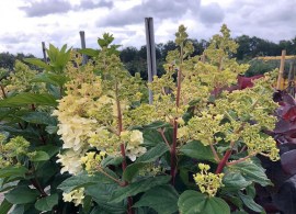 hydrangea-paniculata-petite™-lantern-‘lissjudy-pbr_01