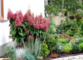 hydrangea-paniculata-pinky-winky