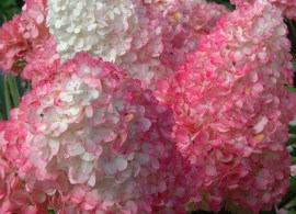 hydrangea-vanilla-strawberry-2