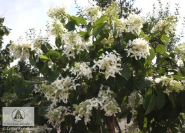 hydrangea_pan_greatstar_big