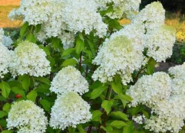 hydrangea_paniculata_couhamint_pbr_minty_spirit_392_1