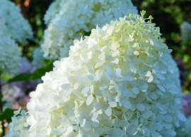 hydrangea_paniculata_couhamint_pbr_minty_spirit_392_2