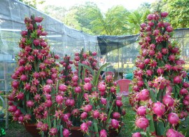 hylocereus_undatus