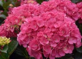 images12