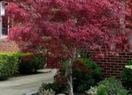 images52
