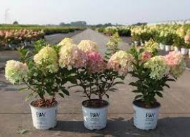 images59
