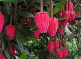 images5