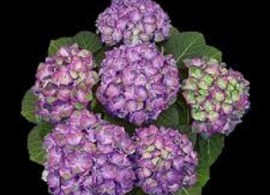 images71