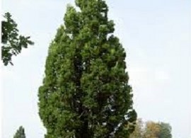 images7