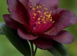 images7