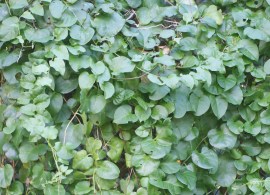 img_000054082o