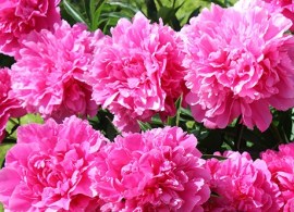 img_3211-750x500