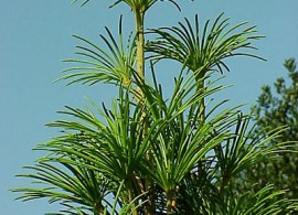 japanese_garden_plant_531