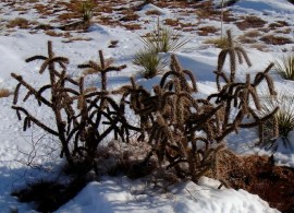 kaktus-mrozoodporny-cylindropuntia-imbricata-5