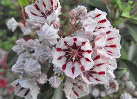 kalmia_latifolia_bumblebee