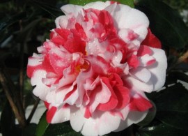 kamelija-camellia-japonica-bonomiana-sadnice-slika-64979297