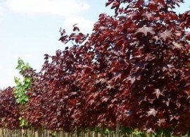 klen-krasnolistnyj-royal-red-kom-2-2-2-5m-600x600-product_popup