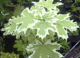 klen-ostrolistnyj-drummonda-acer-platanoides-drummondii-list-krupnyj-plan