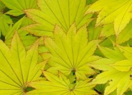 kon-szirasawy-aureum-acer-shirasawanum-aureum-yaroplant-e1365077416856