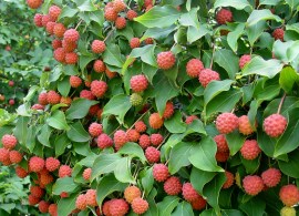 kousa.dogwood.fruits