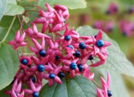 kransen-boom-clerodendrum-6